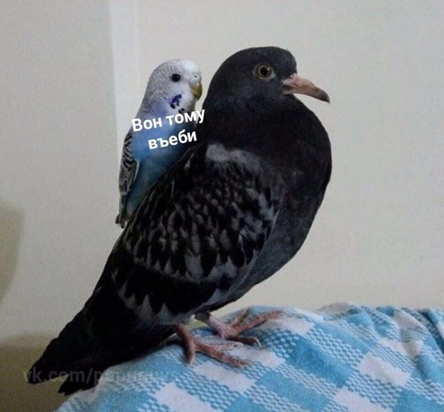 Create meme: pigeons doves, blue dove, bird dove