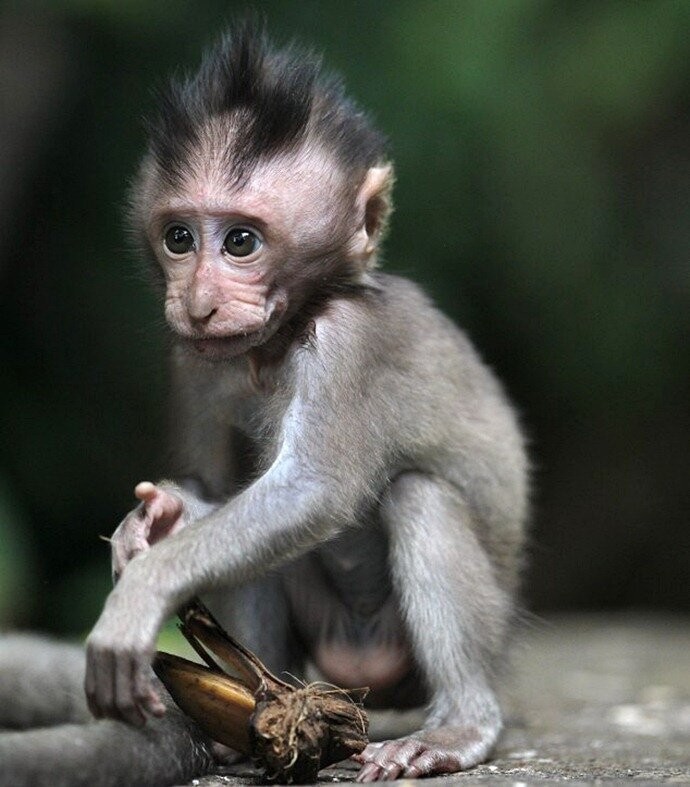 Create meme: homemade monkey, the baby macaque , cute monkey