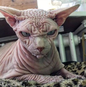 Create meme: cat of breed the Sphinx, the Sphynx breed, Sphinx