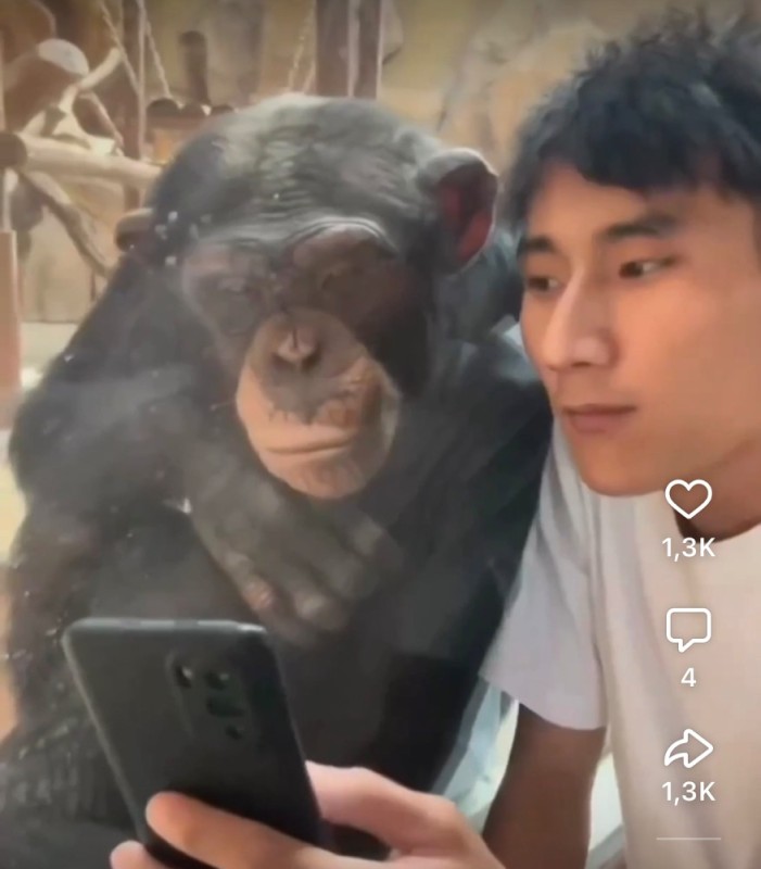 Создать мем: шимпанзе бонобо, шимпанзе, обезьянка с айфоном