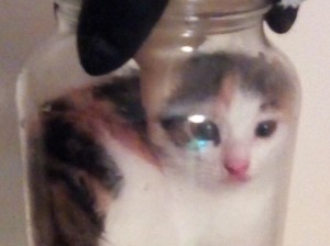 Create meme: kitten in a jar, cats in the Bank, the cat in the Bank