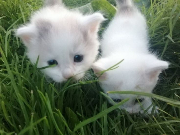 Создать мем: котята милые, белый пушистый котенок, милый белый котенок