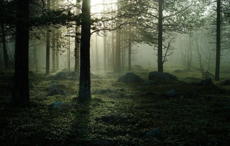 Create meme: dark forest, forest misty, Background forest fog