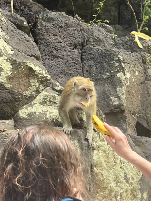 Создать мем: обезьяна, гора обезьян — monkey hill, дикая обезьяна