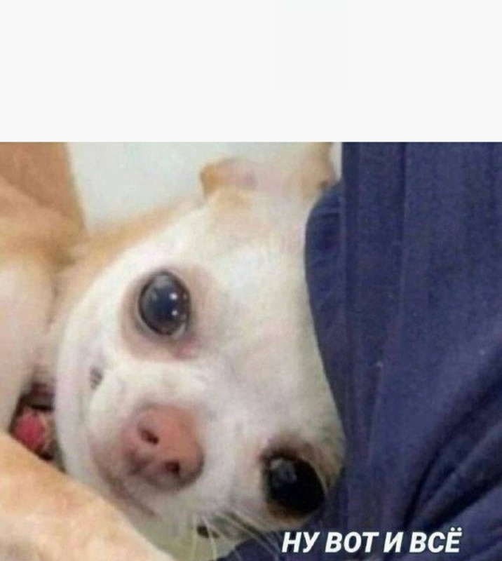 Create meme: sad chihuahua dog, sad chihuahua, Chihuahua dog