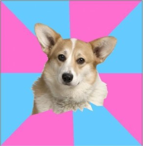 Создать мем: corgi, Critical feminist corgi