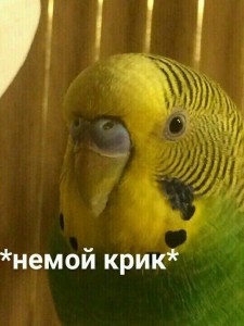 Create meme: memes with parrots 2019, Animal, Papp