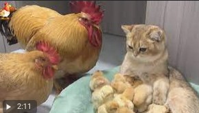 Create meme: chickens with chicken, chicken and cat, animals cute