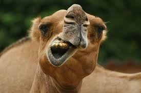 Создать мем: зубы верблюда, губы верблюда, шизофрения