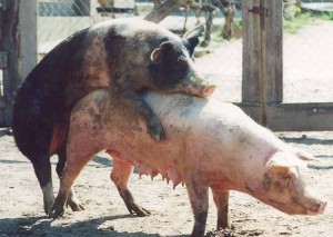 Create meme: boar, the pigs fight, pigs mating