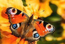 Создать мем: бабочка макро, оранжевая бабочка, бабочка дневной павлиний глаз