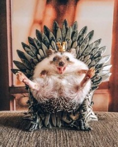 Create meme: hedgehog, hedgehog in the crown