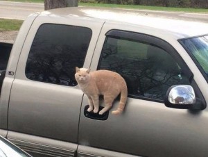Создать мем: котики, автомобильные приколы, кошка