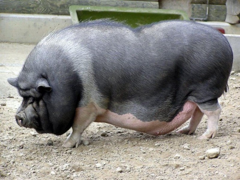 Create meme: breed of pigs, vietnamese pig, breed of duroc pigs