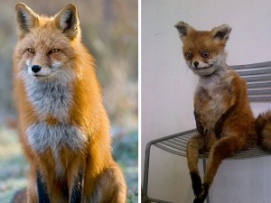 Create meme: Fox, Fox, a stuffed Fox meme