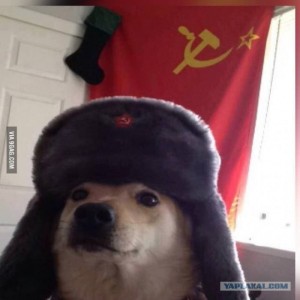 Create meme: dog, doge in the cap, communist doggo