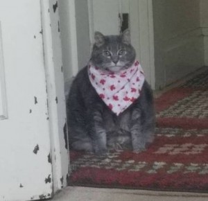 Create meme: kusac meme cat, cat in a scarf meme, the cherries get the cat