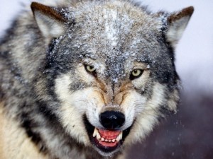 Create meme: wolf wolf, the wolf grin, wolf