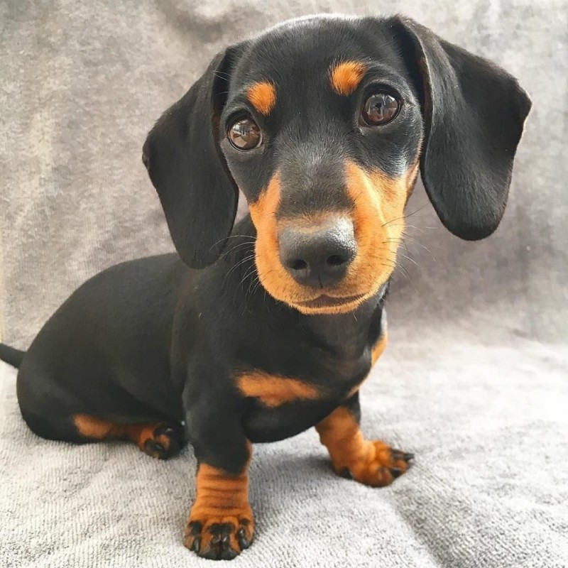 Create meme: dwarf Dachshund , the smooth-haired Dachshund , breed Dachshund