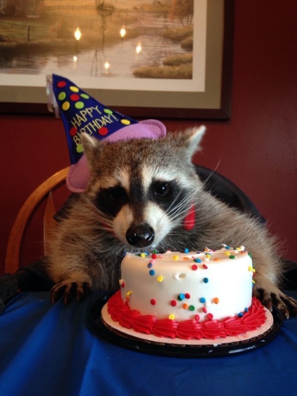 Create meme: Raccoon happy birthday, raccoon with a cake, raccoons 