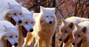 Create meme: wolf, Arctic wolf, white polar wolf
