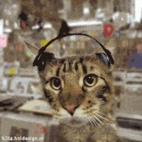 Create meme: cats, cat with headphones