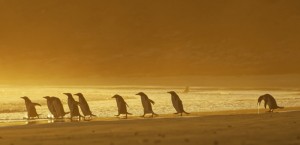 Создать мем: дикая природа, пингвины на закате, на восходе солнца