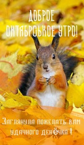 Create meme: autumn morning, animals in the fall
