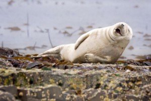 Создать мем: мем тюлень, забавные фотографии животных, фотографии дикой природы