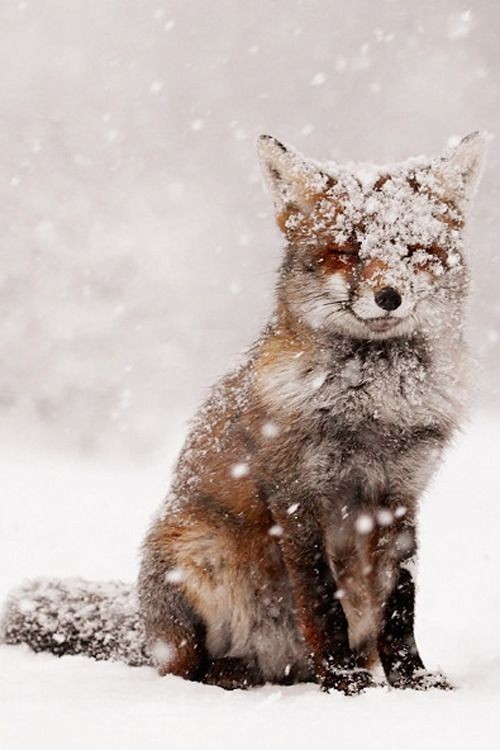 Create meme: The winter fox, snow Fox, Fox snow