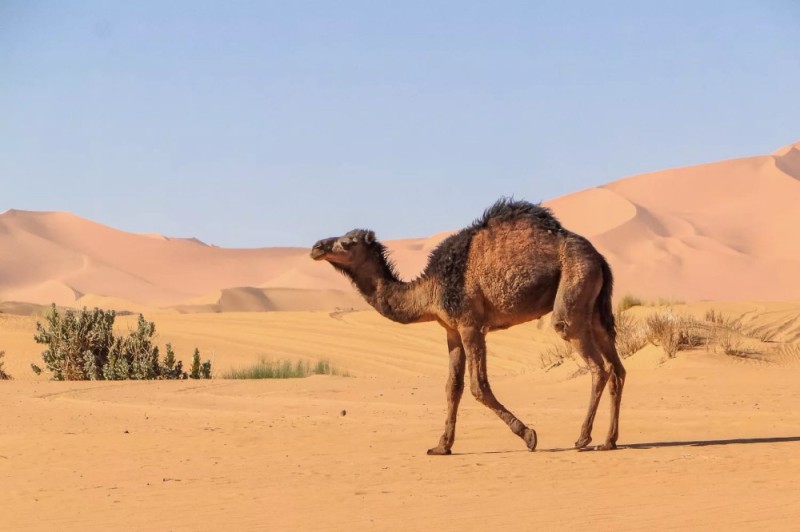 Создать мем: сахара верблюды, верблюд красивый, животные пустыни