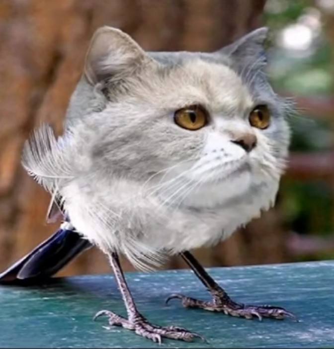Создать мем: кот смешной, персидская кошка дымчатая, кот