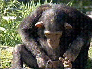Создать мем: шимпанзе с ногами альбом, прикольные обезьянки с надписями, шимпанзе смешные