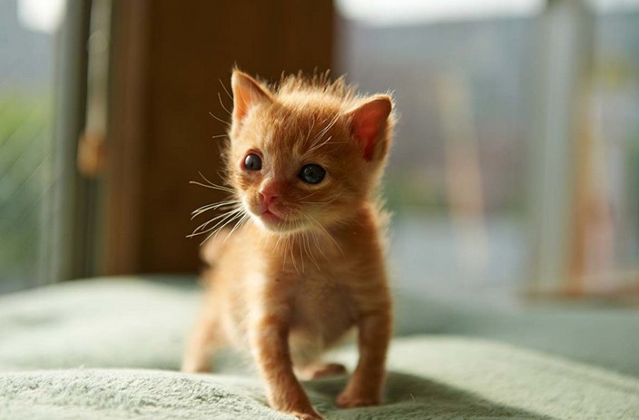Create meme: ginger kitten , cats are small, thai red kitten
