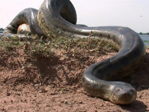 Create meme: ilanlar Anaconda, the biggest snake in the world, pictures the biggest snake in the world