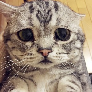 Create meme: sad cat pictures, sad cat, cat with sad eyes