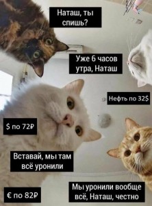 Создать мем: котики и наташа мемы, наташа и коты мемы, Кошка
