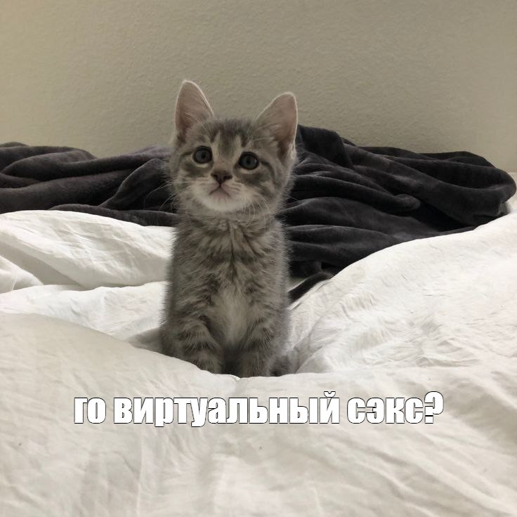 Создать мем: кот влас, кот, животные