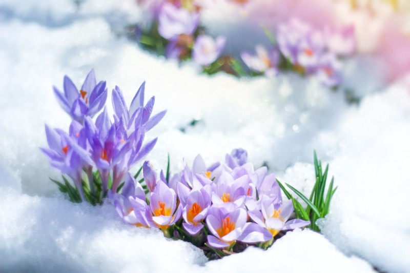 Create meme: spring crocuses, spring flowers, spring flowers in the snow