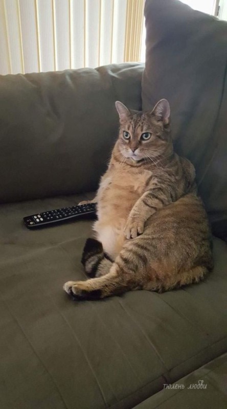 Create meme: chubby seals, cat fat, fat cat
