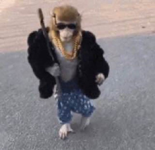 Создать мем: смешные животные, монке обезьяна, monkey in a coat