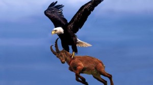 Создать мем: животные, eagle, орел атакует