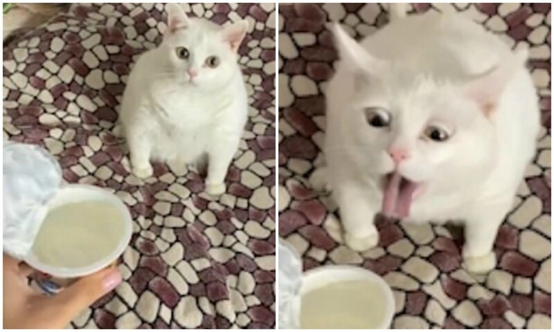 Create meme: cat in milk, the cat is sick, kitten in milk