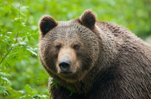 Create meme: grizzly portrait, what dream bear woman, bear market