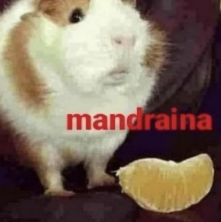 Create meme: hamster , homemade Guinea pig, the guinea pig is funny