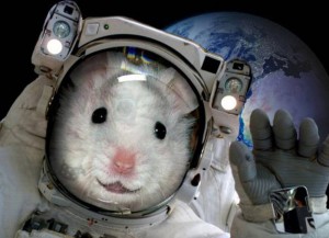 Create meme: space, animals in space