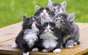 Создать мем: кошка, котята пушистые, три пушистых кота семейство