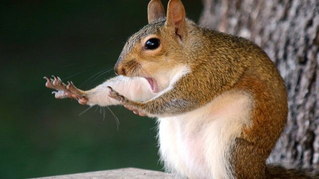 Create meme: big squirrel, little squirrel, protein protein