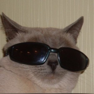 Создать мем: кошка, очки мем, серёга