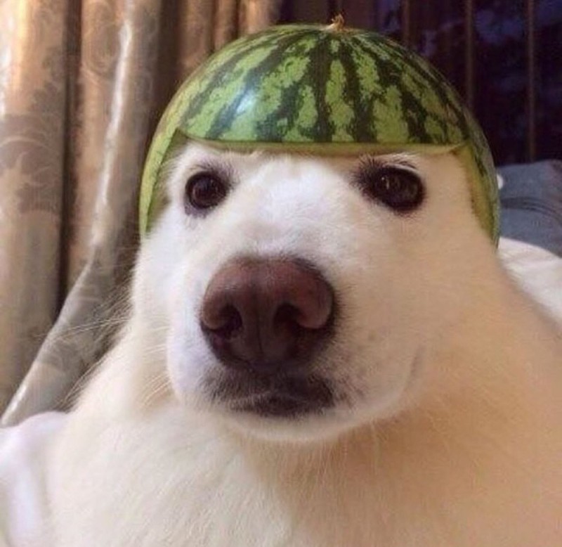Создать мем: собака мем, собака с арбузом натголове, собака в арбузе